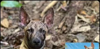 “Exploring the Fascinating World of the Asong Gubat: A Rare Purebred Filipino Dog that captured the hearts of many”
